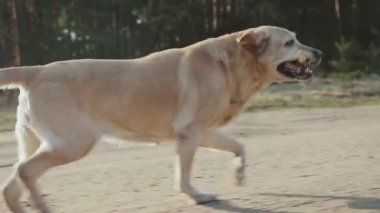 ormanda yürüyüş köpek ile kız