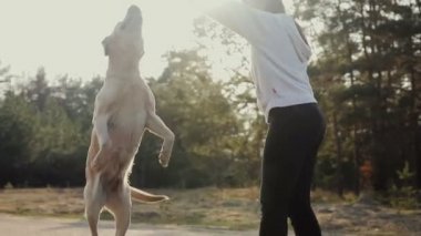 ormanda yürüyüş köpek ile kız