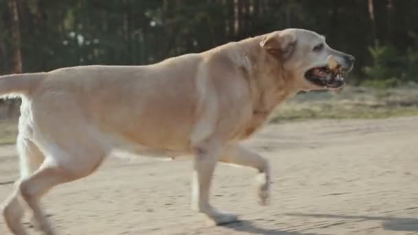 Ragazza con cane che cammina nel bosco — Video Stock
