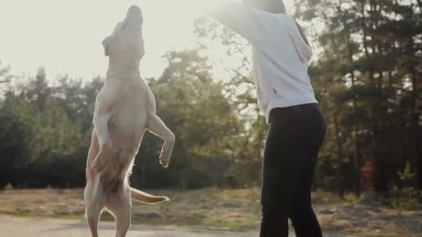 女孩与狗在森林里散步 — 图库视频影像