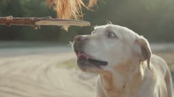 Chica con perro caminando en el bosque — Vídeos de Stock