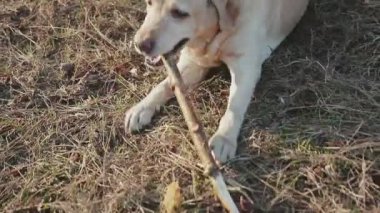 Bahar orman içinde a köpek ile yürümek