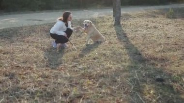 Bahar orman içinde a köpek ile yürümek