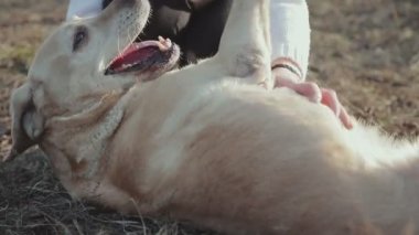 ormanda yürüyüş köpek ile kız