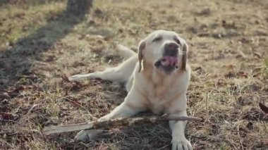 Bahar orman içinde a köpek ile yürümek