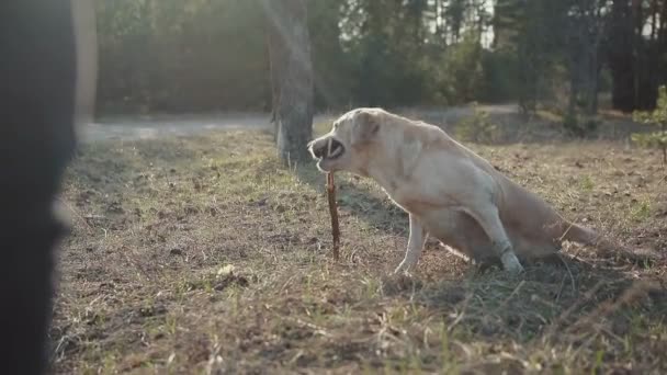 Lopen met een hond in het voorjaar forest — Stockvideo