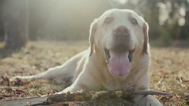 Paseo con un perro en el bosque de primavera — Vídeo de stock