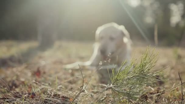 Paseo con un perro en el bosque de primavera — Vídeos de Stock