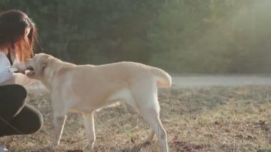 Güzel esmer ile bir altın renkli Labrador bahar ormanda yürür