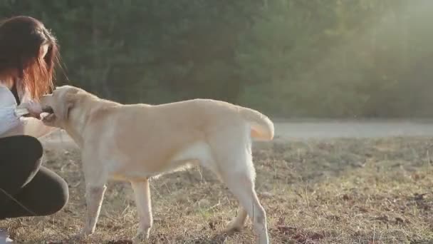 Красивая брюнетка гуляет с лабрадором золотого цвета в весеннем лесу — стоковое видео