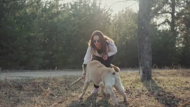 Bonita morena caminha com um Labrador de cor dourada na floresta da primavera — Vídeo de Stock