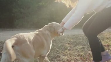 Güzel esmer ile bir altın renkli Labrador bahar ormanda yürür