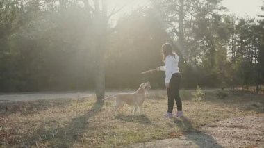 Güzel esmer ile bir altın renkli Labrador bahar ormanda yürür