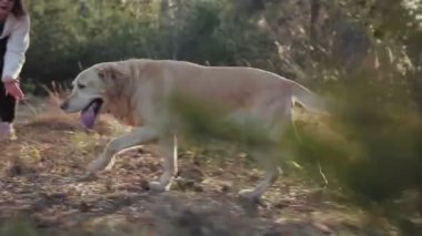 Güzel esmer ile bir altın renkli Labrador bahar ormanda yürür