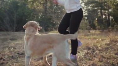 Güzel esmer ile bir altın renkli Labrador bahar ormanda yürür