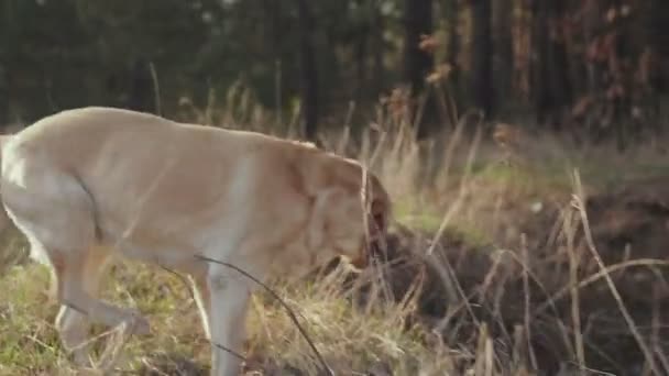 Hübsche Brünette spaziert mit einem goldfarbenen Labrador im Frühlingswald — Stockvideo