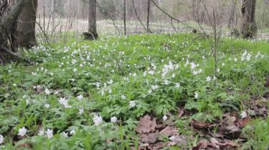 Glade ile kardelen bahar ormanın içinde. Rüzgarda sallanan çiçekler