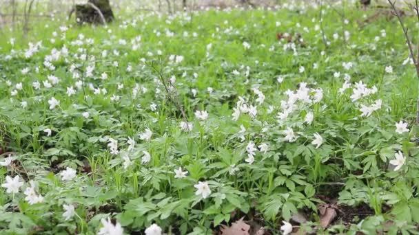 Glade con bucaneve nella foresta primaverile. Fiori ondeggianti nel vento — Video Stock