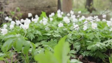 Glade ile kardelen bahar ormanın içinde. Rüzgarda sallanan çiçekler