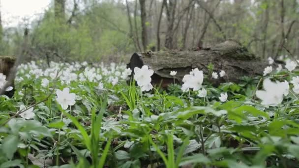 Ξέφωτο με snowdrops στο δάσος άνοιξη. Λουλούδια του ανέμου — Αρχείο Βίντεο
