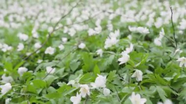 Glade ile kardelen bahar ormanın içinde. Rüzgarda sallanan çiçekler