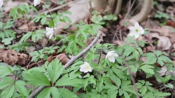 Glade avec des gouttes de neige dans la forêt de printemps. Fleurs se balançant dans le vent — Video