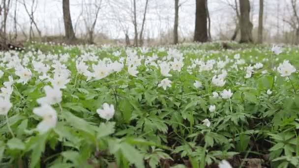 Glade avec des gouttes de neige dans la forêt de printemps. Fleurs se balançant dans le vent — Video