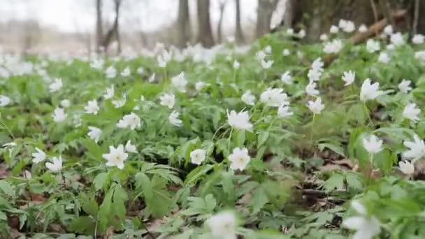 Glade avec des gouttes de neige dans la forêt de printemps. Fleurs se balançant dans le vent — Video