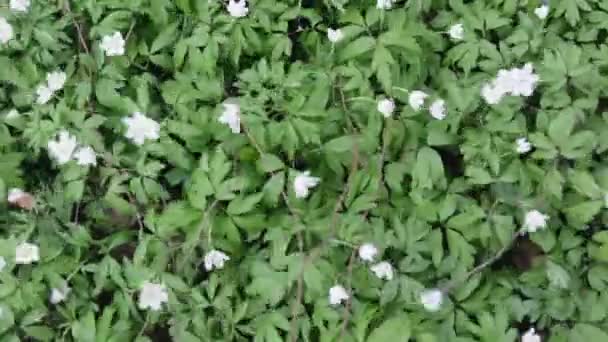 Glade con nevadas en el bosque de primavera. Flores balanceándose en el viento — Vídeo de stock