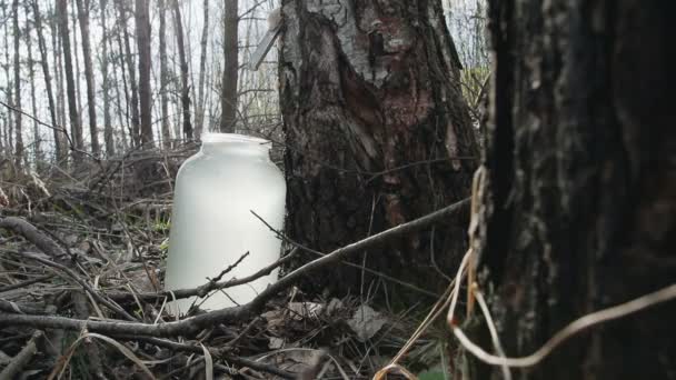 在森林里收集桦树汁。饮料滴落在玻璃瓶里 — 图库视频影像