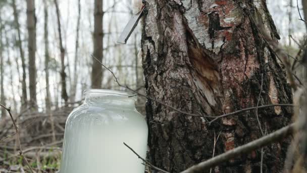 Kumpulkan jus birch di hutan. Minuman menetes ke dalam botol kaca — Stok Video