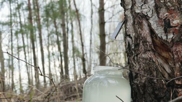 Recolher suco de bétula na floresta. A bebida goteja em um frasco de vidro — Vídeo de Stock