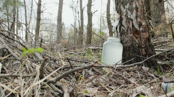 在森林里收集桦树汁。饮料滴落在玻璃瓶里 — 图库视频影像