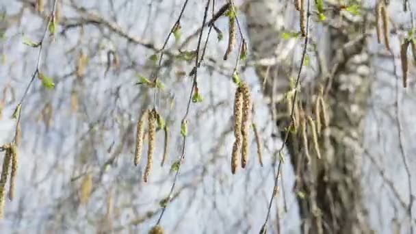 Huş ağacı dalları rüzgara karşı hareket tomurcukları ile — Stok video