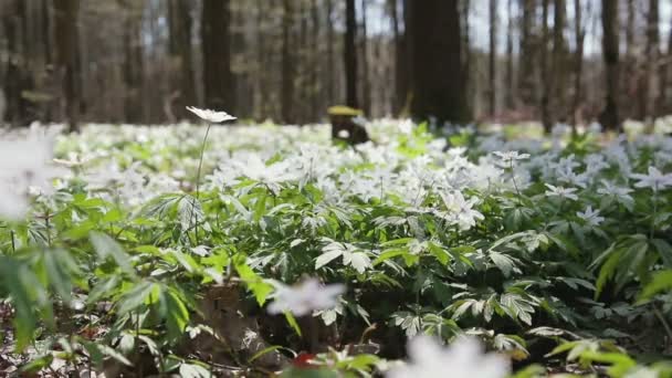 Glade s sněženky v lese Slunečné jaro. Květy ve větru — Stock video