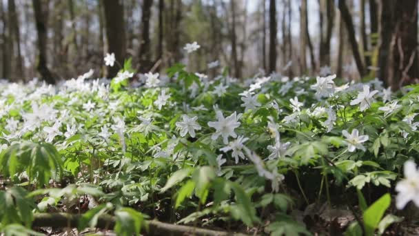 Glade met sneeuwklokjes in het zonnige lente-forest. Bloemen zwaaiend in de wind — Stockvideo