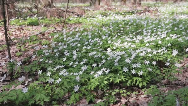 Glade avec des gouttes de neige dans la forêt ensoleillée de printemps. Fleurs se balançant dans le vent — Video