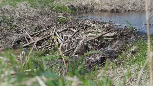 Beaver dam op een kleine rivier — Stockvideo