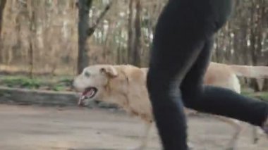 Enerjik geri almak yanında çalışan bir altın rengi ve onun elinden sopayı yakalar. Bahar orman köpek ile yürümek