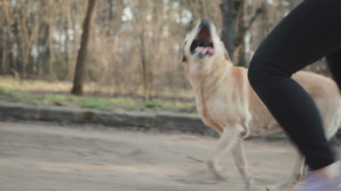 Enerjik geri almak yanında çalışan bir altın rengi ve onun elinden sopayı yakalar. Bahar orman köpek ile yürümek