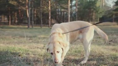 Golden retriever renk tasmalı hostes yanındadır. Bahar orman köpek ile yürümek