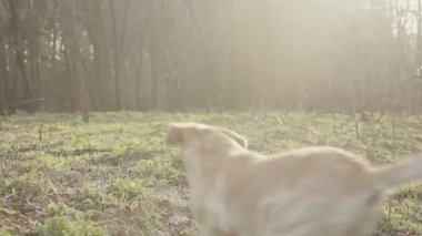 Ağzında bir sopayla enerjik altın geri almak geliyor. Bahar orman köpek ile yürümek