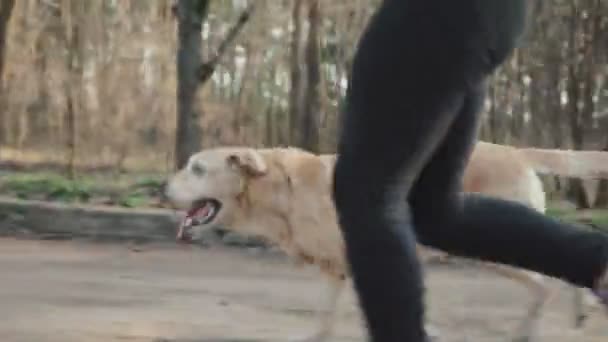 Recuperador enérgico de un color dorado corriendo a su lado y agarra el palo de su mano. Paseo con perro en bosque de primavera — Vídeo de stock