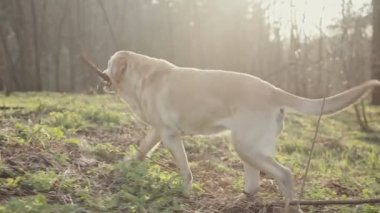 Ağzında bir sopayla enerjik altın geri almak geliyor. Bahar orman köpek ile yürümek