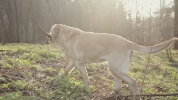 精力充沛的金色猎犬带着一根棍子在它的嘴里。春天森林里遛狗 — 图库视频影像