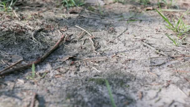 Muchas hormigas rojas se arrastran por el suelo. Formica Rufa — Vídeo de stock
