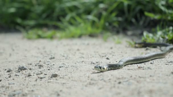 Hermosa serpiente de hierba se encuentra en la arena y sobresale de su lengua. Reptil siente el peligro y salta de vuelta al refugio — Vídeo de stock