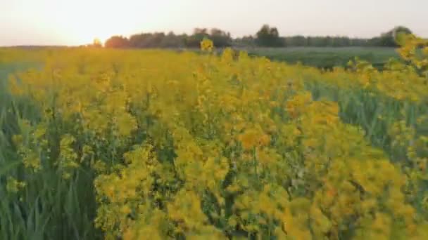 Květiny žluté znásilnění při západu slunce — Stock video