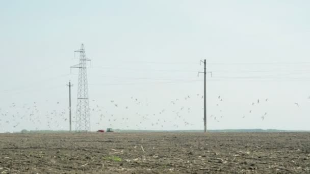 Veel vogels vliegen tegen de achtergrond van een trekker met een inzaai eenheid — Stockvideo