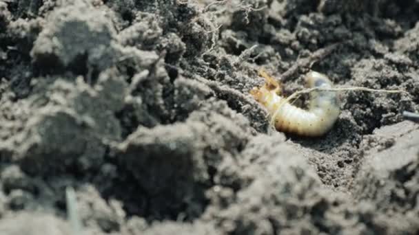 The larva of the may beetle lies on the ground, talking with his paws and can not turn over — Stockvideo